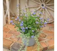 semi Clerodendrum ugandense - riverdimento tetti ufficio primavera perenni resistente decorazione ufficio decorativi tagliati decorazione 225pcs