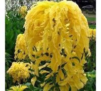 Semi Coat di Amaranthus Giuseppe (Giallo) 200+ Semi:Seeds