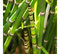 semi cola di cavallo perenne resistenti decorazione verde balcone resistenti balcone con letti elevati Copertura perenne resistente decorative 150pcs