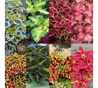 semi coleo, semi decorativi giardino balcone interno con letto elevato giardino balcone, 100pcs