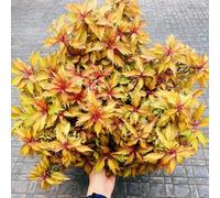 semi coleus ornamentali giardino vaso per tetti verdi interno giardino resistenti vaso decorazione balcone Aiuole rialzate 420pcs