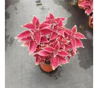 semi Coleus perenni riverdimento dei tetti del balcone resistenti Letti elevati giardino medicinali giardino decorativo del balcone decorazione balconi decorazione 100pcs