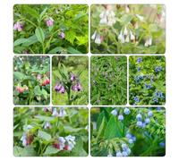 semi consolida - Symphytum officinale d'appartamento balcone, giardino 500pcs
