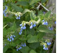 semi consolida - Symphytum officinale estivi balcone 500pcs