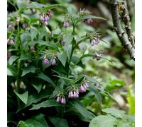 semi consolida - Symphytum officinale giardino perenne estremamente resistenti interni selvaggi balcone 20pz