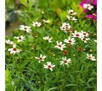 semi coreopsis tinctoria - Susan dagli occhi neri semi d'appartamento esotiche giardino resistente balcone tetti verdi 85pcs