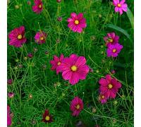 semi Cosmos balcone primavera decorativi balcone parterre copertura resistente estate ufficio giardino 750pcs