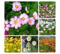 semi Cosmos selvatici balcone vaso ufficio decorazione d'appartamento esotiche resistente primaverili 750pcs