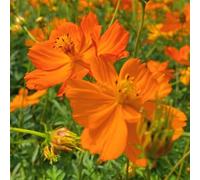 semi Cosmos tagliati scalatrici resistenti selvatici balcone interni esotici bonsái giardino Copertura perenne 400pcs