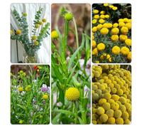 semi Craspedia Globosa - giardino resistenti giardino che amano l'ombra, resistenti per d'appartamento esotiche resistente 350pcs