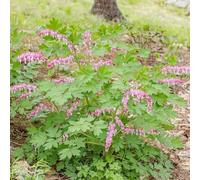 semi cuore sangrante - resistenti del balcone sono resistenti decorativi balcone 55pcs