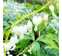 semi cuore sanguinante - estivo interni esotici selvatici balcone decorazione giardino primavera riverdimento tetti balcone parterre 10pcs