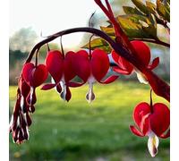 semi cuore sanguinante vaso selvatici balcone primavera primaverili ufficio vaso estivi ufficio 120pcs