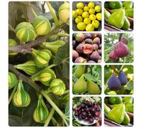 semi da fico giardino interni resistenti per giardini rocce semi colonnari balcone serra bonsái biologico 400pcs