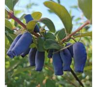 semi, da giardino per uomini, giardino colonnari in espaldera 10pcs