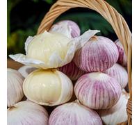 Semi d'aglio, Allium sativum, resistenti all'esterno rare semi di balcone serra resistenti per il giardino giardino 100pcs