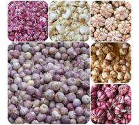 Semi d'aglio, Allium sativum, vecchie varietà semi di resistenti all'esterno da esterno giardino sul balcone regali sostenibili aglio elefante 150pcs