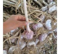 Semi d'aglio resistenti, da esterno Allium sativum, resistenti all'esterno semi per aiuole rialzate vecchie varietà giardino sul balcone esotiche regali per gli amanti 200pcs