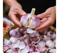 Semi d'aglio resistenti, regali per gli amanti del giardino Allium sativum, regali sostenibili da esterno resistenti per il giardino semi di di esotiche rare 100pcs