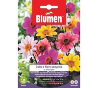SEMI DALIA FIORE SEMPLICE MIX BLUMEN
