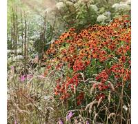 Semi de la novia del sol semi autunno di prato selvaggio balcone copertura del 100pcs