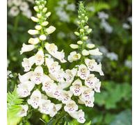 semi dedal di selvatica, semina di autunno, arbusto perenne bonsái reale farfalle letto elevato giardino perenne resistente 20pcs