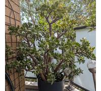 Semi dei soldi - Crassula ovata - serre balcone roccioso tappezzante resistente in vaso 10pcs