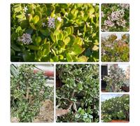 Semi dei soldi - Crassula ovata - sul balcone, esotiche in vaso resistenti adatte al pieno sole 150pcs