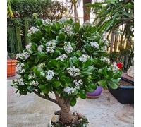 semi dei soldi, esotiche, perenne, biologici resistenti 150pcs