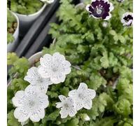 semi del bosco - copertura perenne resistente di balcone primavera semi perenni resistenti - Serie Raras jardín 20pcs