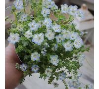 semi del bosco - giardino di semi giardino coperto perenne resistente balcone - Serie Raras 55pcs