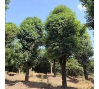 Semi del de alcanfor - semi di alcanfor bonsái verdi sul balcone con parterre elevati balcone resistente 10pcs