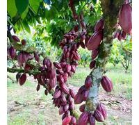 semi del del cacao - semi balcone resistenti per interni perenni giardino 15pcs