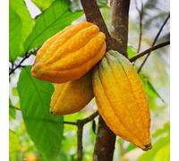 semi del del cacao - semi di giardino decorativo con soffitto verde Balcone con letto elevato 200pcs