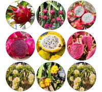 semi del drago Letti elevati per giardino giardino di scalatrici resistenti e rapida crescita balcone letti elevati 300pcs