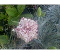 Semi del garofano Raspberry Ripple Carnation STARTS 50 Semi GIARDINO Seeds ONLY