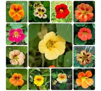 semi del nasturzio - rampicante resistenti giardino roccioso balcone 300pcs