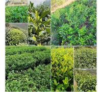 Semi del tè - tè da giardino resistenti resistenti - Serie Rara semi 20pcs