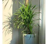 semi dell' del drago per giardinieri semi di interno verdi ufficio ornamentale resistenti esterno in vaso sempreverde, resistente al 15pcs