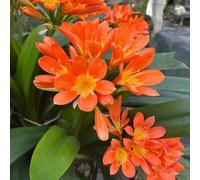 Semi della Clivia semi di silvestre perenne resistenti, balcone resistenti - rari - silvestre 65pcs