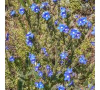 Semi della nomeolvides del Caucaso di balcone Semi resistenti per il balcone tetto verde selvatica 500pcs