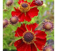 Semi della sposa del sole semi di prato giardino perenne Decorazione balcone resistente all'inverno per 20pcs