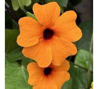 Semi della Susana Negra di giardino semi estate bonsái resistenti per il giardino balcone interni scalatrici a crescita rapida perenne 100pcs