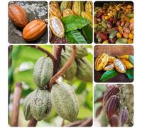 semi dell'albero del cacao, resistenti Semi di Theobroma cacao, resistenti all'esterno da balcone resistenti 100pcs