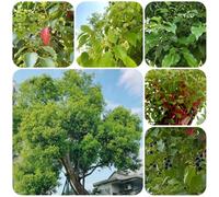 Semi dell'albero di canfora - Acquista da balcone Cinnamomum camphora, resistenti all'esterno Le da giardino sono perenni 150pcs