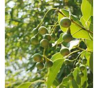 Semi dell'albero di canfora - Le da balcone sono perenni resistenti Cinnamomum camphora, comprare semi di varietà antiche da balcone 30pcs