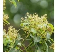 Semi dell'albero di canfora - resistenti all'inverno per balconi Cinnamomum camphora - biologici Le da giardino sono 50pcs