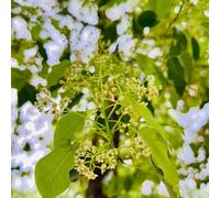 Semi dell'albero di canfora - rustiche per balconi Cinnamomum camphora, rare giardino Acquista alberi, da balcone Le da 50pcs