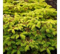 Semi dell'albero di Natale, da balcone resistenti semi esotici acquistare 10pcs