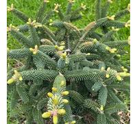 Semi dell'albero di Natale, dei giardino Abies fabri, semi biologici Acquista 50pcs